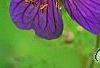 Geranium renardii 'Terra Franche', flowers