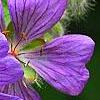 Geranium renardii 'Terra Franche', flowers