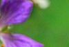 Geranium renardii 'Terra Franche', flowers