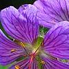 Geranium renardii 'Terra Franche', flowers