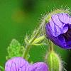 Geranium renardii 'Terra Franche', flowers