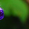 Geranium renardii 'Terra Franche', flowers