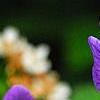 Geranium renardii 'Terra Franche', flowers
