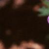 Geranium renardii 'Tschelda', flowers