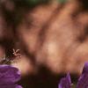 Geranium renardii 'Tschelda', flowers