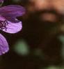 Geranium renardii 'Tschelda', flowers