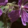 Geranium renardii 'Tschelda', flowers