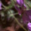 Geranium renardii 'Tschelda', flowers