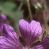 Geranium renardii 'Tschelda', flowers
