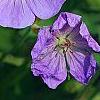Geranium 'Rozanne', flowers
