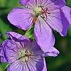 Geranium 'Rozanne', flowers