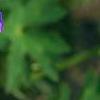 Geranium 'Rozanne', flowers