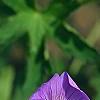 Geranium 'Rozanne', flowers
