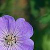 Geranium 'Rozanne', flowers