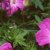 Geranium sanguineum, flowers