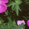 Geranium sanguineum, flowers