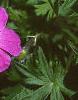 Geranium sanguineum, flowers
