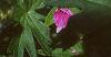 Geranium sanguineum, flowers