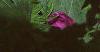 Geranium sanguineum, flowers