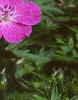 Geranium sanguineum, flowers