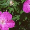 Geranium sanguineum, flowers