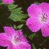 Geranium sanguineum, flowers