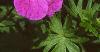 Geranium sanguineum, flowers