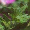 Geranium sanguineum, flowers