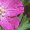 Geranium sanguineum, flowers