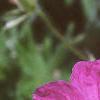 Geranium sanguineum, flowers