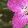 Geranium sanguineum, flowers