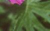 Geranium sanguineum, flowers