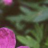 Geranium sanguineum, flowers