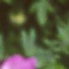 Geranium sanguineum, flowers