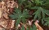 Geranium sanguineum var. striata, habit