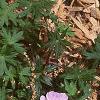 Geranium sanguineum var. striata, habit