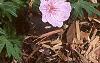 Geranium sanguineum var. striata, habit