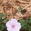 Geranium sanguineum var. striata, habit
