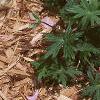 Geranium sanguineum var. striata, habit