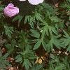 Geranium sanguineum var. striata, habit