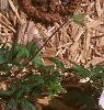 Geranium sanguineum var. striata, habit