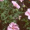 Geranium sanguineum var. striata, habit