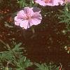 Geranium sanguineum var. striata, habit