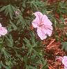 Geranium sanguineum var. striata, habit