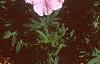 Geranium sanguineum var. striata, habit