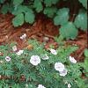 Geranium sanguineum var. striata, habit