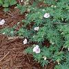 Geranium sanguineum var. striata, habit