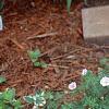 Geranium sanguineum var. striata, habit