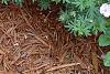 Geranium sanguineum var. striata, habit