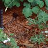 Geranium sanguineum var. striata, habit